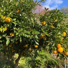 木次産無農薬ゆずの画像