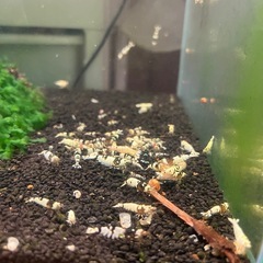 ビーシュリンプ
の画像