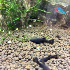 熱帯魚　ブラックモーリーの画像