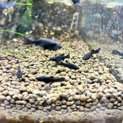 熱帯魚　ブラックモーリーの画像