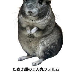 チンチラ　ノーマル
