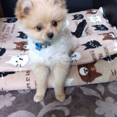 ポメラニアン飼育されてる方