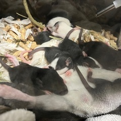 ファンシーラットダンボラットハスキーラット