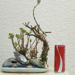 岩山の植物の画像