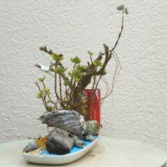 岩山の植物の画像