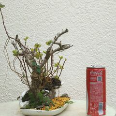 岩山の植物の画像