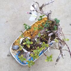 岩山の植物の画像