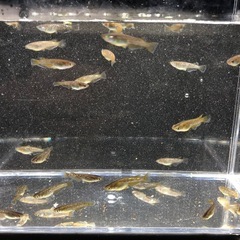 墨黒三色ラメとフロマージュ掛け合わせF1メダカの画像