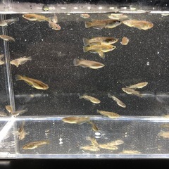 墨黒三色ラメとフロマージュ掛け合わせF1メダカの画像