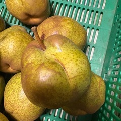 ラ・フランス 訳あり品 約4kgの画像