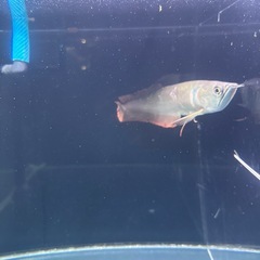 シルバーあアロワナの画像