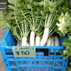 農薬不使用の大根間引き菜 の画像