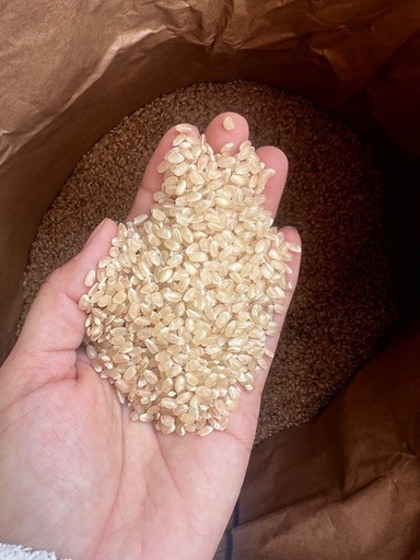 新米　コシヒカリ　玄米　お米　12