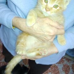 元気な子猫の里親探してます
