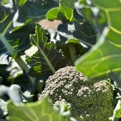新鮮な野菜　冬野菜　甘い　美味しい　安い　サービスたくさんの画像