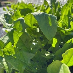 新鮮な野菜　冬野菜　甘い　美味しい　安い　サービスたくさんの画像