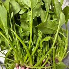 新鮮な野菜　冬野菜　甘い　美味しい　安い　サービスたくさんの画像