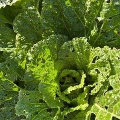 新鮮な野菜　冬野菜　甘い　美味しい　安い　サービスたくさんの画像