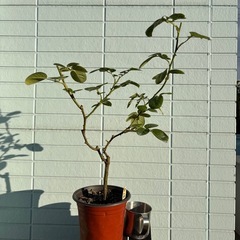 【取引中】バラ苗の画像