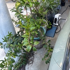 みかんの木２本　無料の画像