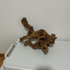 流木　熱帯魚の画像