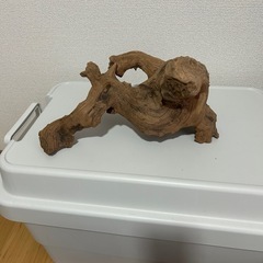 流木　熱帯魚の画像