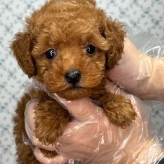 【総額18万円】人だ〜いすき甘えん坊姉妹⭐︎姉