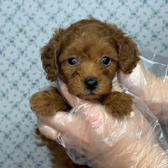 【総額18万円】人だ〜いすき甘えん坊姉妹⭐︎妹