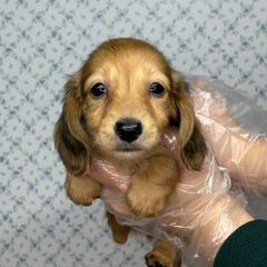 【総額18万円】元気いっぱい！小ぶりな僕