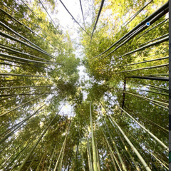 中国地方（日本海側）限定！竹細工籠教室体験 １day!! 他では体験できない貴重なレッスン　(日本一安く本格派竹細工教室）の画像