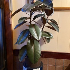 観賞植物 ゴムの木綺麗な赤色の画像