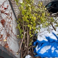 木　樹木　薪の画像