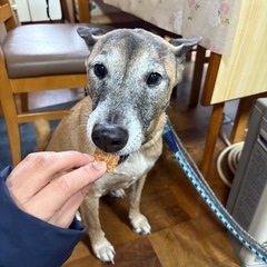 雑種　リクくん5歳　急ぎ