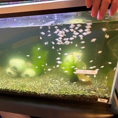 熱帯魚　プラチナパロット稚魚