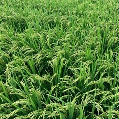 令和7年度産　ヒノヒカリ【玄米】30kg🌾の画像