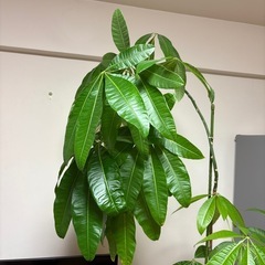 パキラ　高さ2mの画像