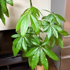 パキラ　高さ2mの画像