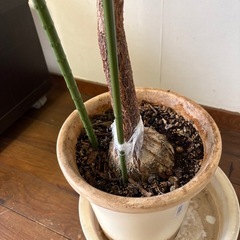 パキラ　高さ2mの画像