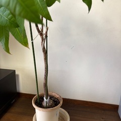 パキラ　高さ2mの画像