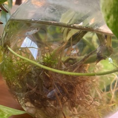 変わりグッピーオス2匹の画像