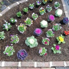 おはようございますautumn  leaves紅葉ですの画像