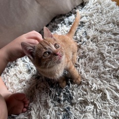 茶トラ子猫