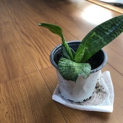 (お話し中)観葉植物　サンスベリアハニーの画像