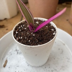 ムラサキオモト(子株)の画像