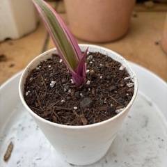 ムラサキオモト(子株)の画像