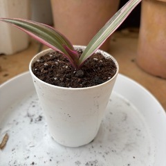 ムラサキオモト(子株)の画像