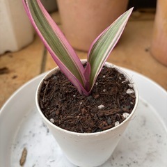 ムラサキオモト(子株)の画像