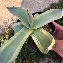 【特価】アガベ オバティフォリア オルカ