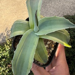 【特価】アガベ オバティフォリア オルカの画像