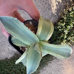 【特価】アガベ オバティフォリア オルカの画像